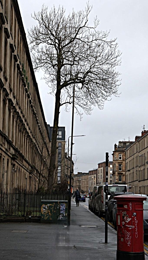 UK Tree of the Year - Pat Hamer